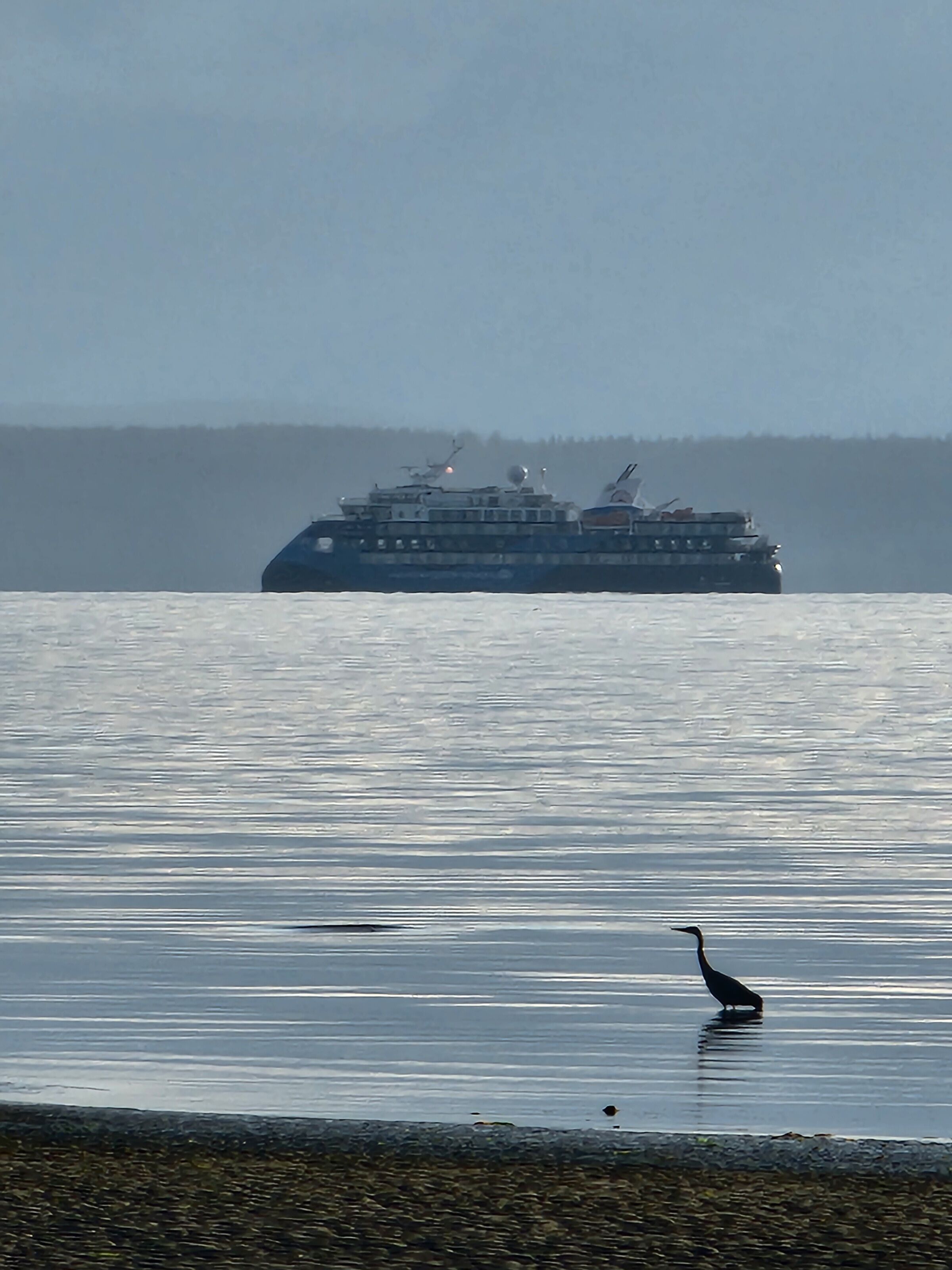 Un crucero navega sobre aguas tranquilas, con un ave en las aguas poco profundas cerca de la orilla.