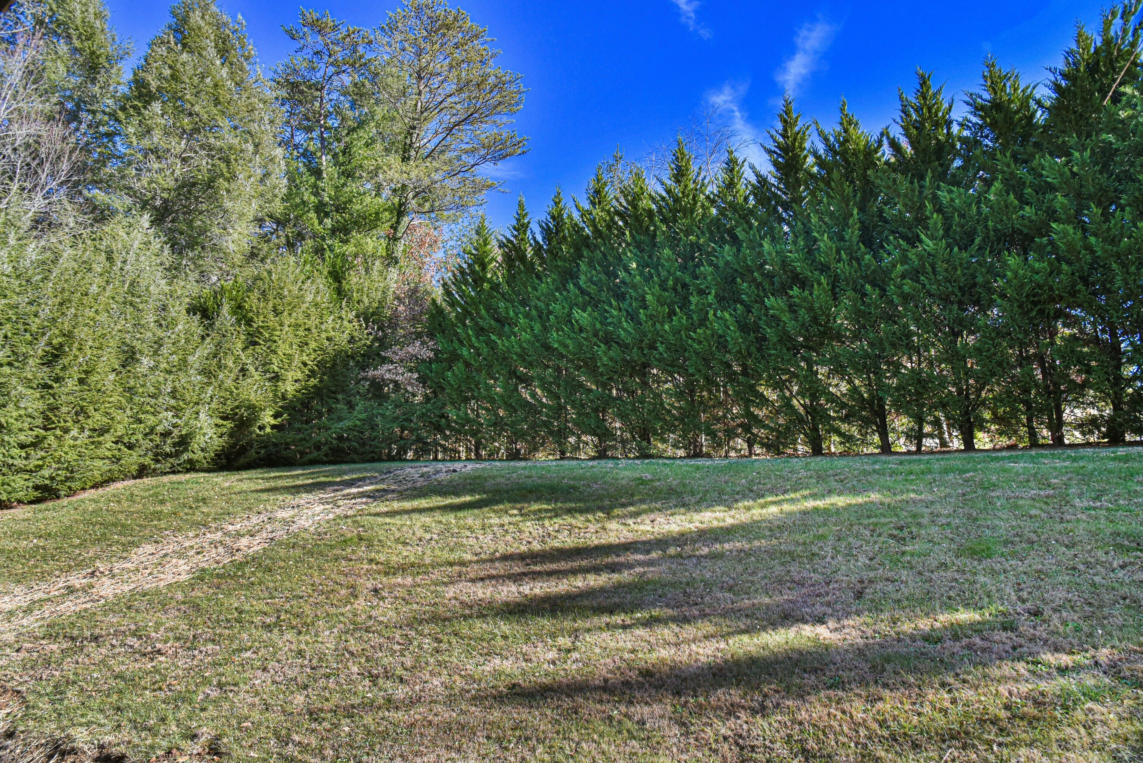 A grassy field with a clear sky and dense evergreen trees in the background.