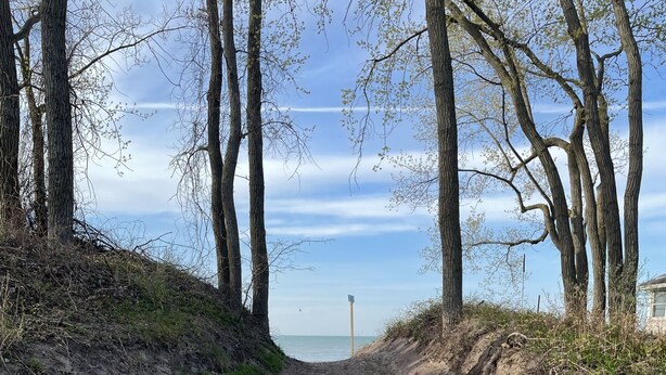 Un sentiero sabbioso che conduce a una spiaggia, fiancheggiato da alberi.