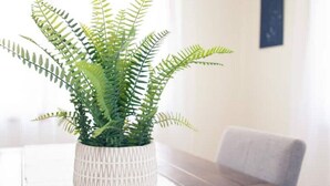 Un helecho en maceta sobre una mesa blanca, con suelo de madera y una silla gris al fondo.