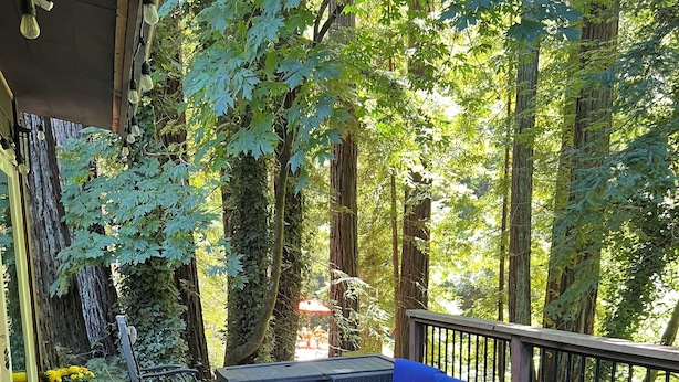Eine Holzterrasse mit Sitzgelegenheiten, umgeben von Bäumen.