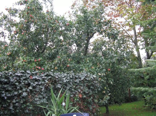 Ferienhaus "Ockholm"einfach und Ländlich