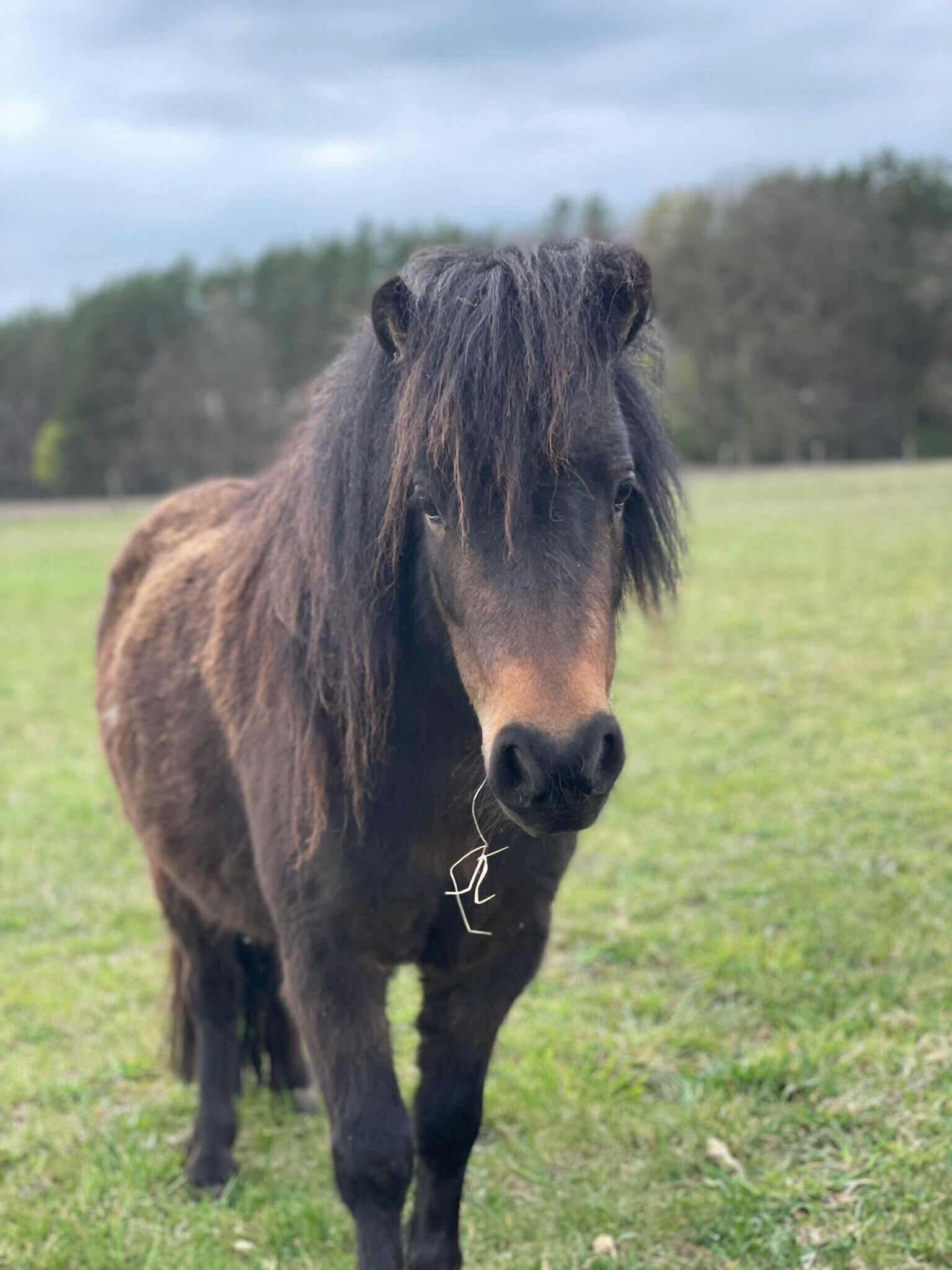 A pony with a rope halter standing in a grassy field.