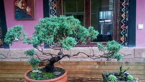 Ein Bonsai-Baum in einem Terrakotta-Topf, ein kleinerer Bonsai in einem Steintopf und eine hölzerne Bank davor.
