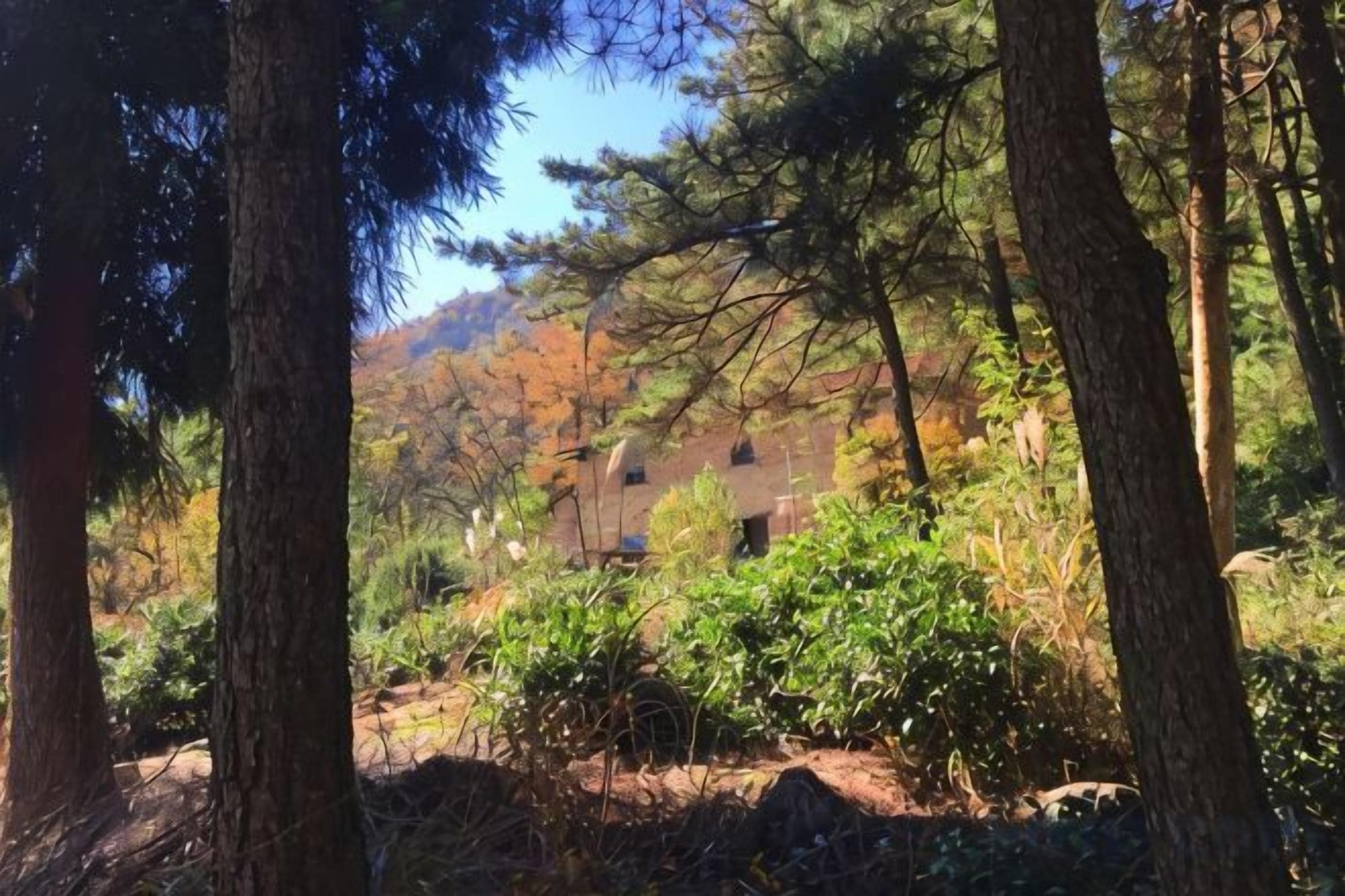 A forested area with a building in the background.