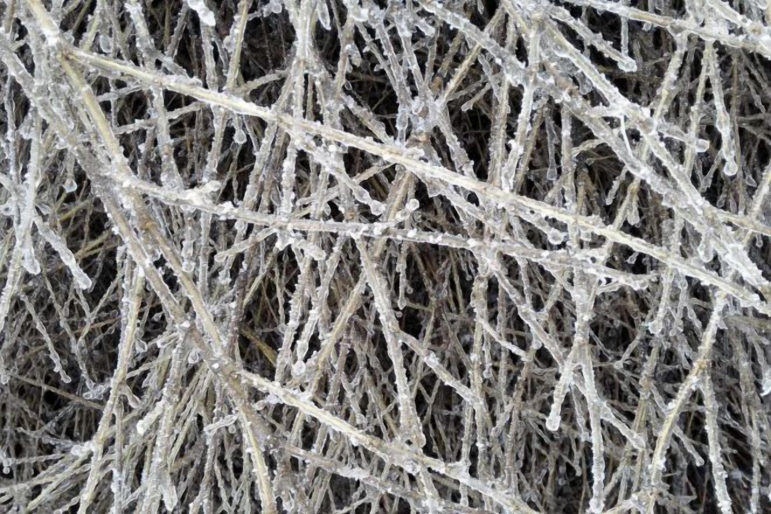 A close-up of a tangled, frosty branch structure.