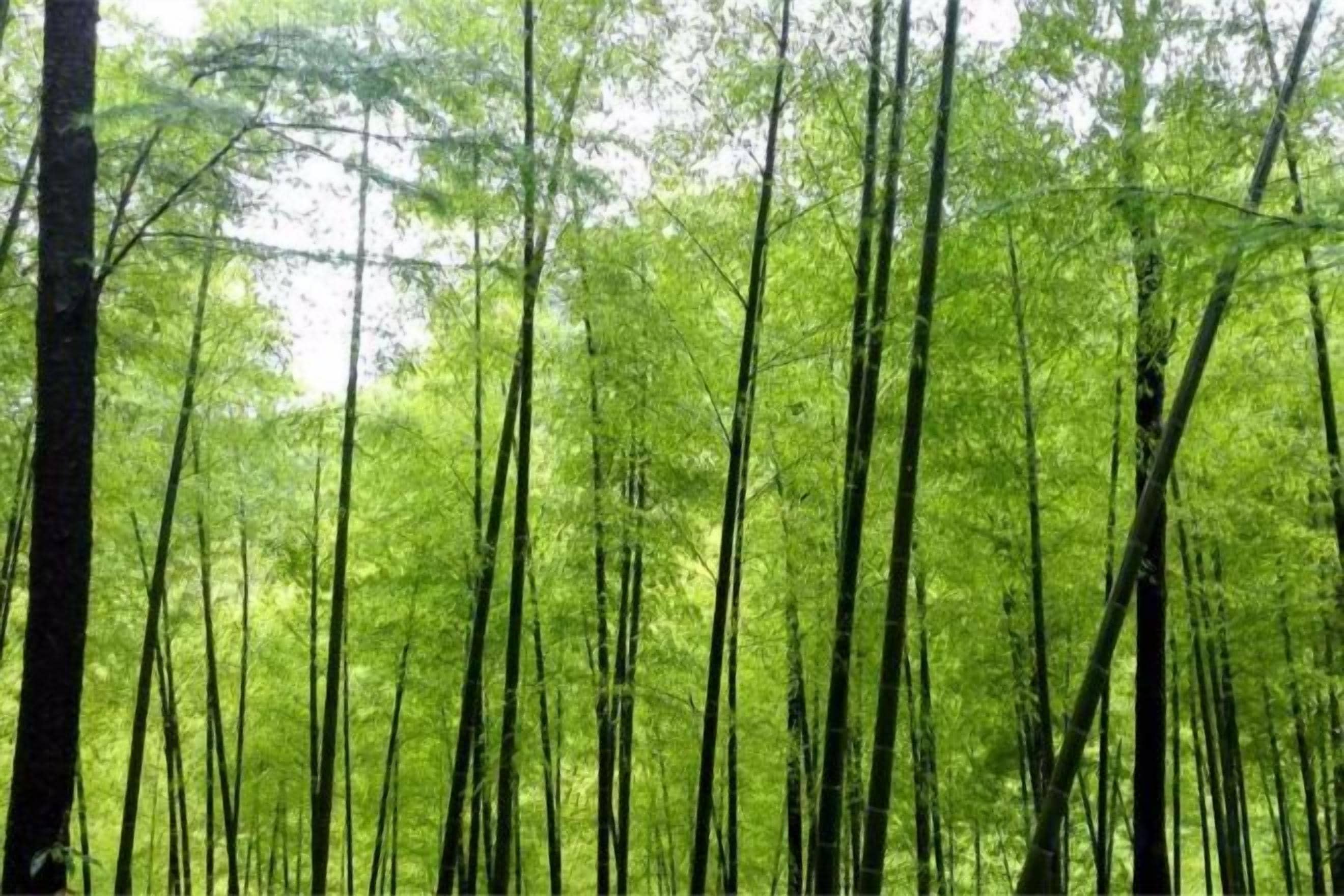 A dense forest with tall trees.