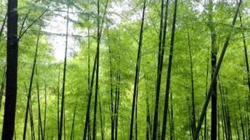 A dense forest with tall trees.