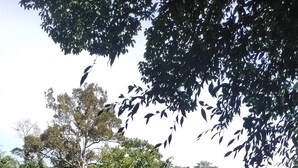 Un río con una estructura de madera a la izquierda, rodeado de vegetación densa y árboles.