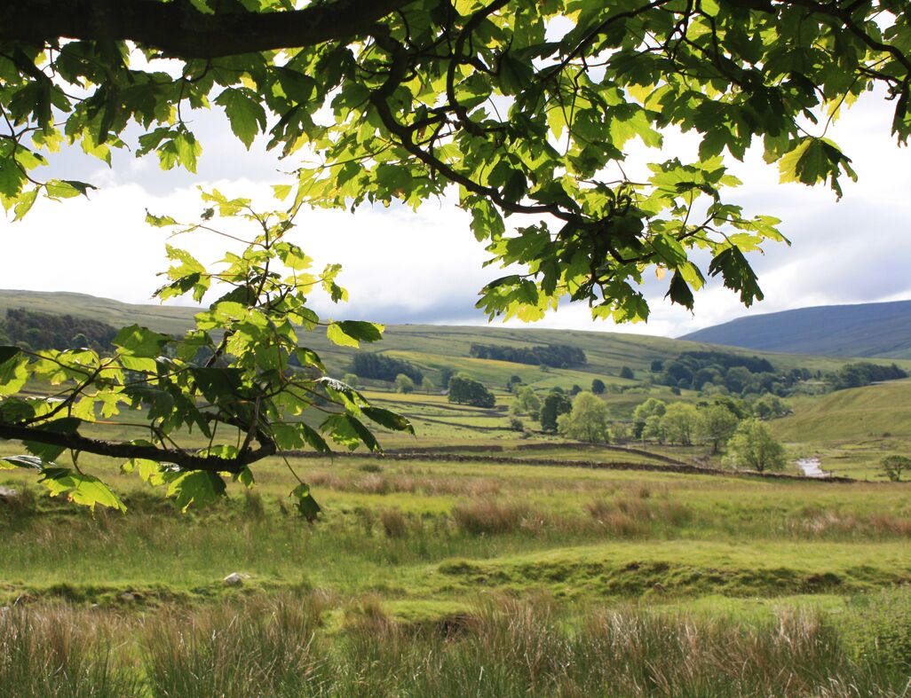A rural landscape with rolling hills, a tree in the foreground, and a distant view of a valley.