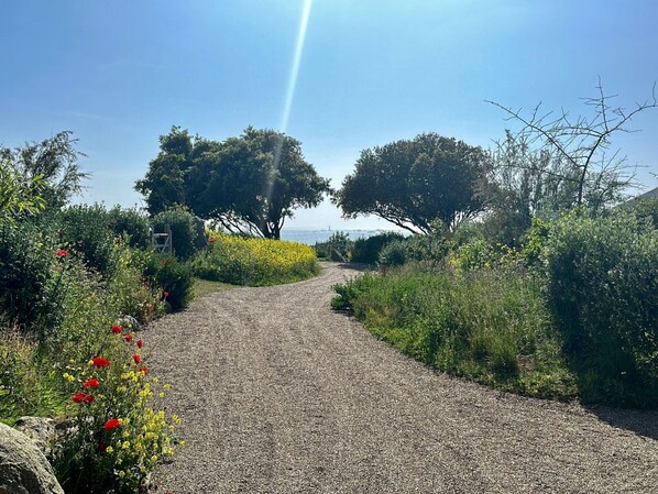 A gravel path leading through a garden with trees and flowering plants.