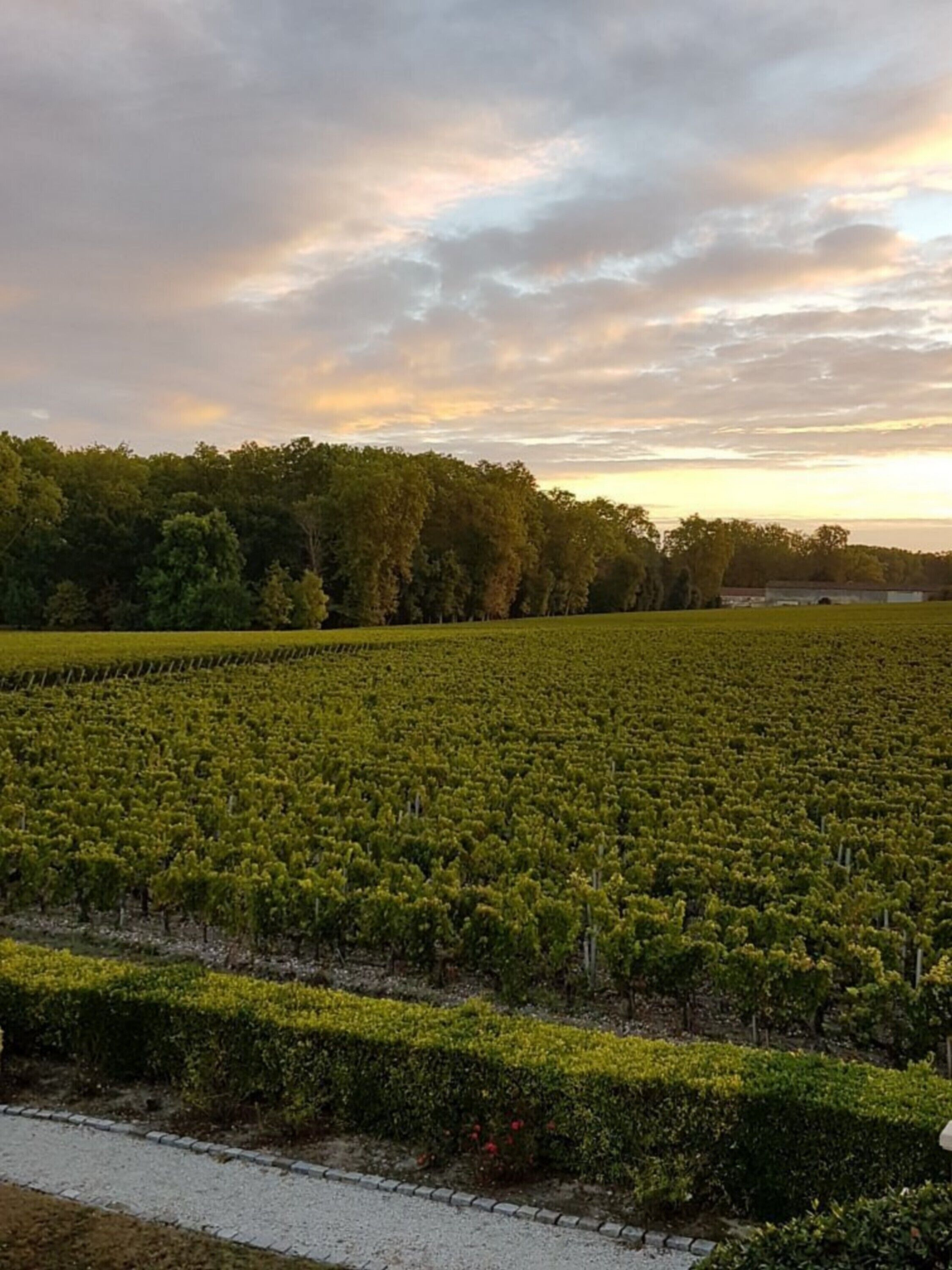 A vineyard with rows of grapevines and a pathway in the foreground.
