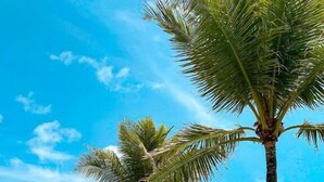 A hammock between palm trees, a wooden deck, and a beach view. - Pousada Mar a Vista (Ipojuca)
