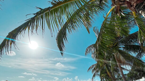 A beach with palm trees, a wooden fence, and a clear sky. - Pousada Mar a Vista (Ipojuca)