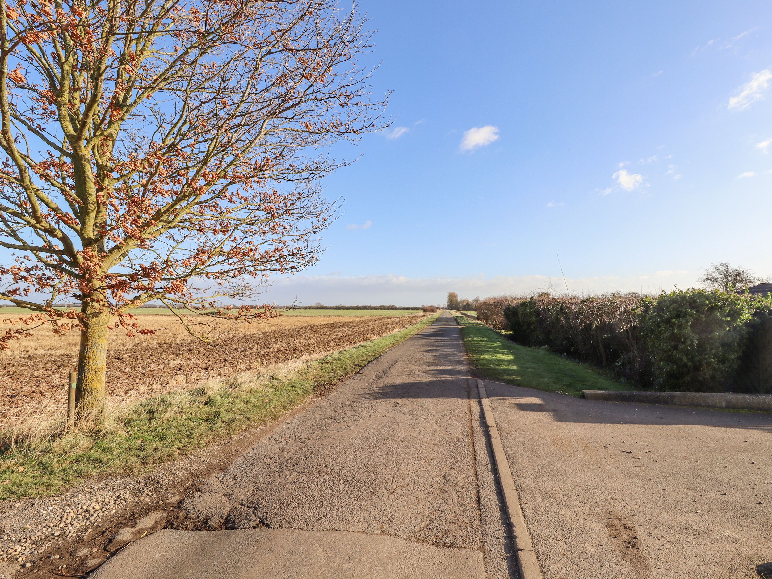 Una carretera rural bordeada por campos y un árbol con pocas hojas.