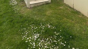 A mobile home with a white exterior, a front porch with steps, and a small garden area with white flowers. - pet Free 2 Bedroom Caravan With Decking at Heacham (King's Lynn)
