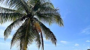 A beach with a palm tree and a dog. - A Remote Paradise in nature - Villa - Ocean View (Pedasi)