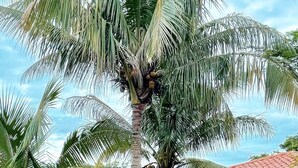 A tropical garden with palm trees and a building with a red roof. - A Remote Paradise in nature - Villa - Ocean View (Pedasi)