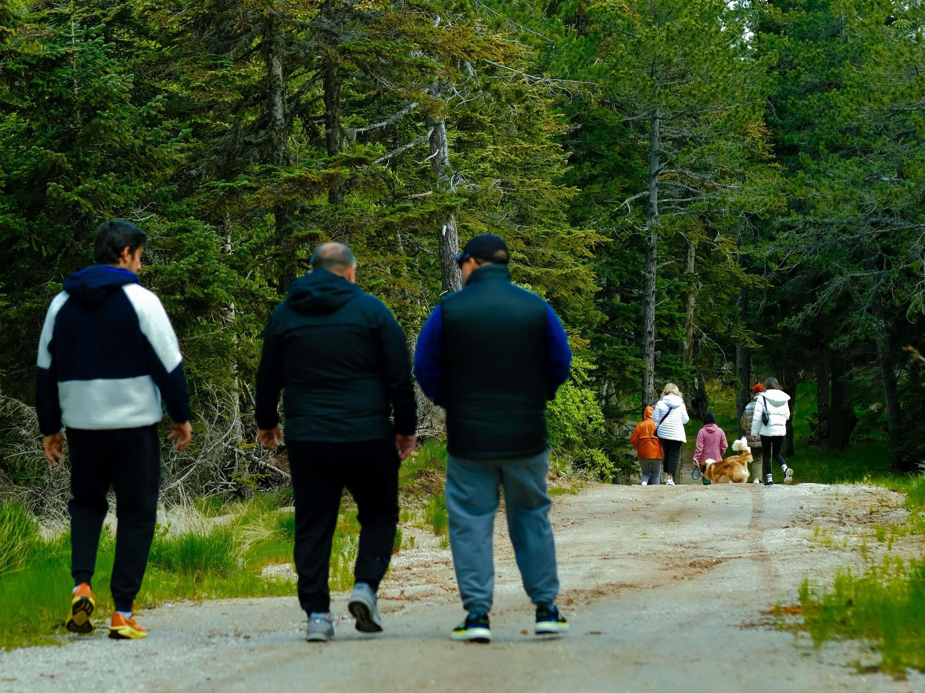 A forested path with people walking.
