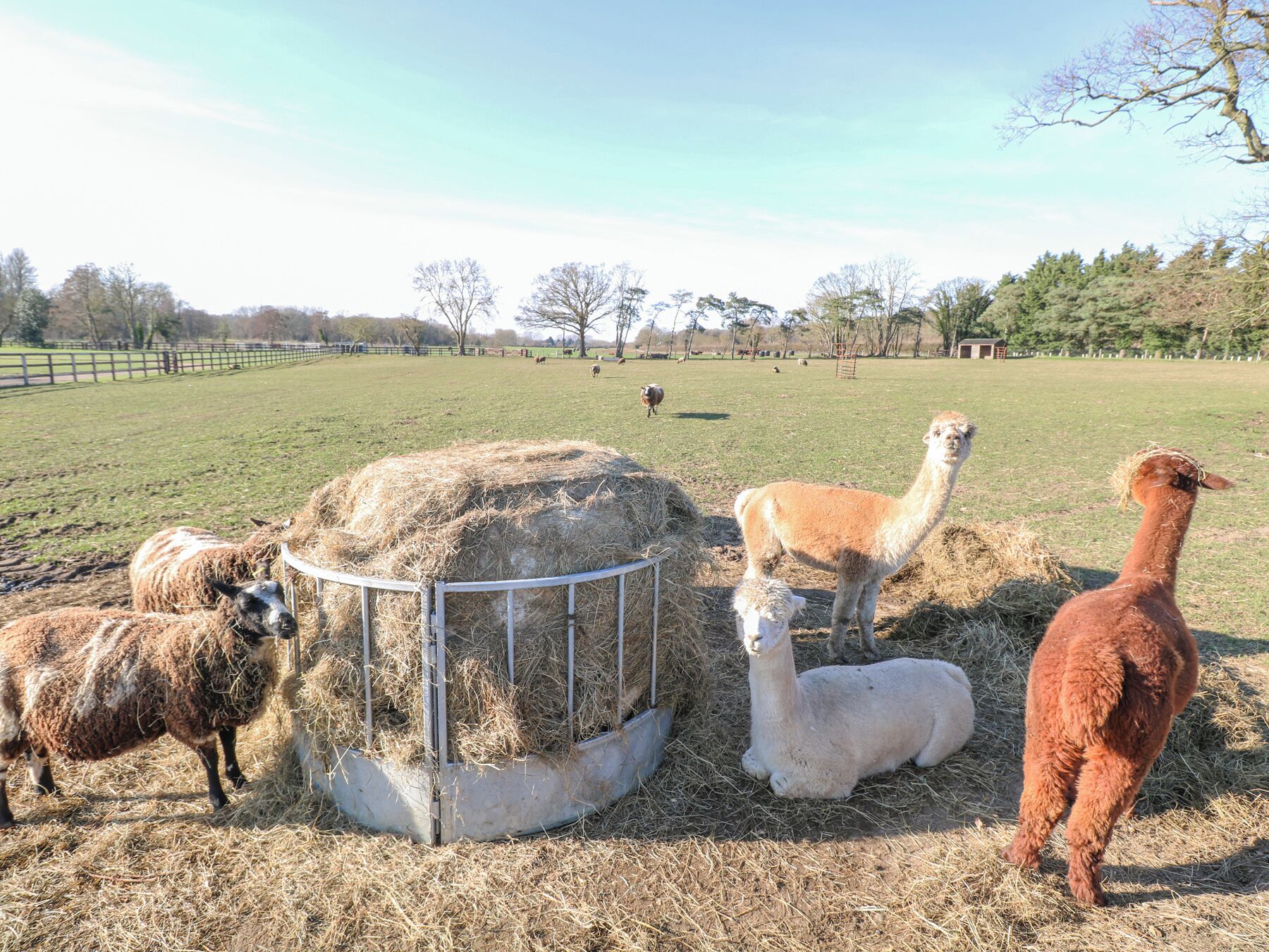 A farm with llamas and sheep grazing in a fenced field.