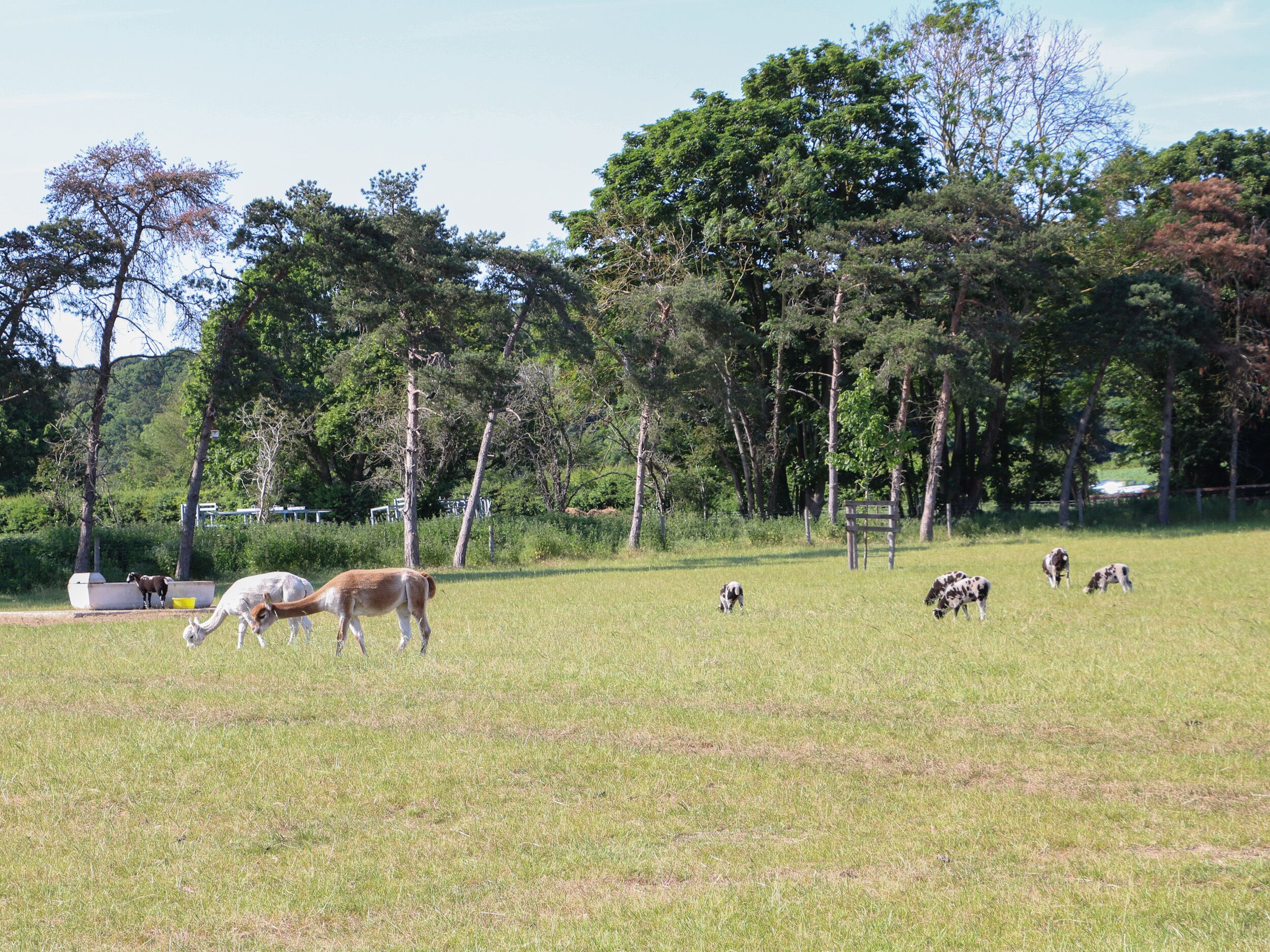 Un campo cubierto de hierba con varias vacas pastando.