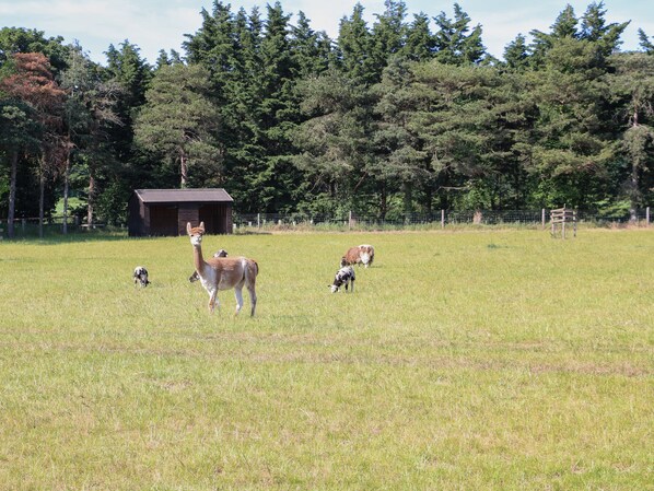 A grassy field with a small wooden structure and a dense forest in the background. - Shorthorn Barn (Norwich)