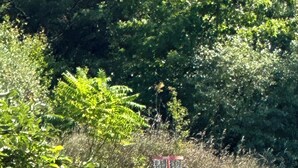 A gravel path leading to a red signpost in a natural setting with trees and bushes. - Nova Motel (Ludington)