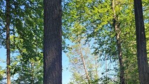 A hammock in a forested area with a wooden deck and chairs in the background. - Waterfront Peninsula Escape Cabin (Lakewood)