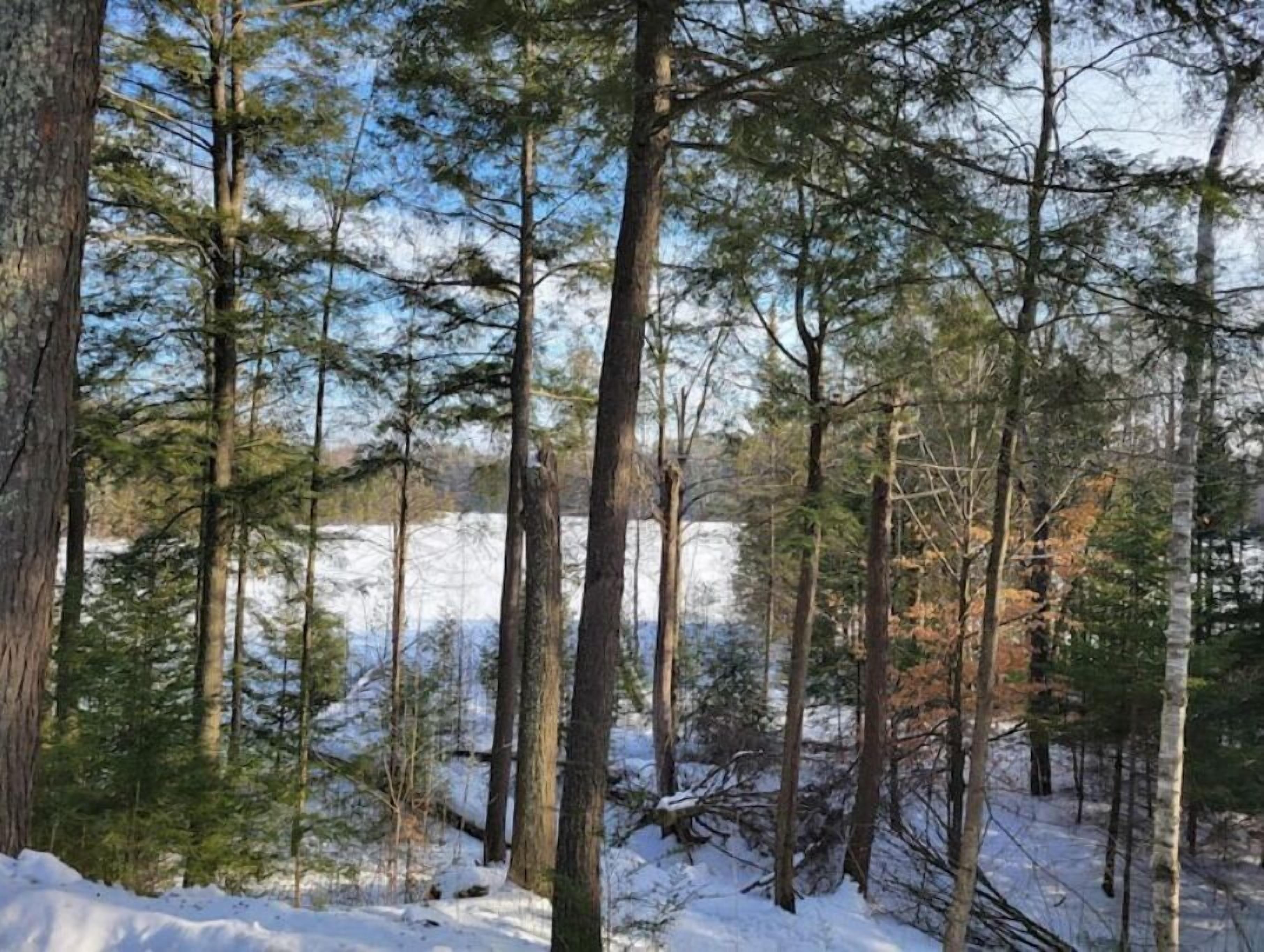 A forest with tall trees and a snow-covered ground.