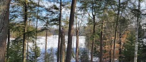 A forest with tall trees and a snow-covered ground.