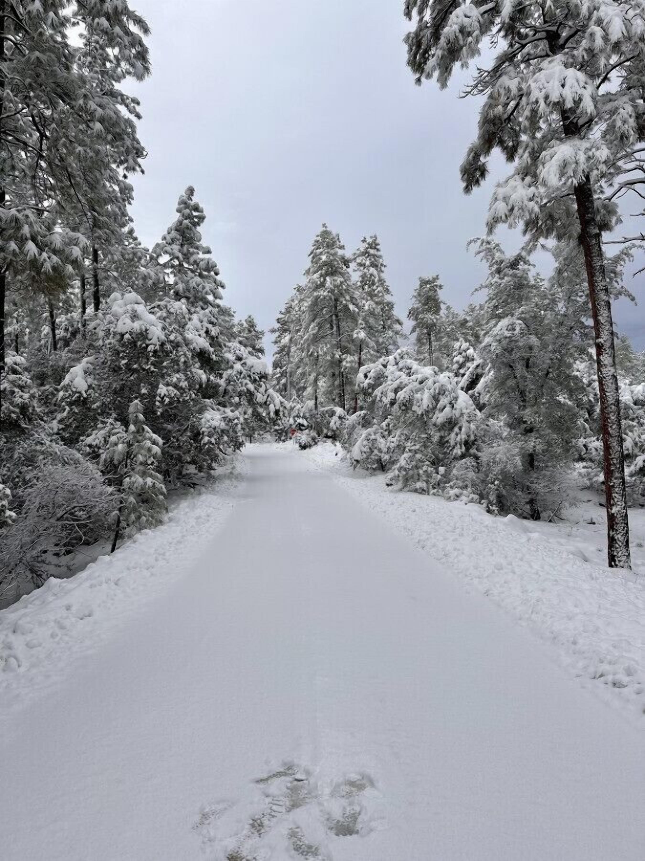 Una carretera cubierta de nieve bordeada por altos árboles de hoja perenne.