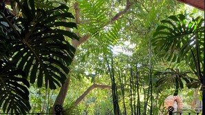 Un sendero bordeado de abundante vegetación, incluyendo plantas de hojas grandes y bambú, que conduce a un arco de ladrillo.