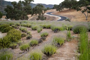 Un camino sinuoso que atraviesa un campo de plantas de lavanda, con árboles al fondo.