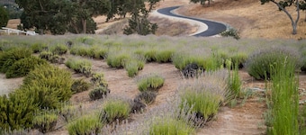 Majestic 3 Bed, 2 story loft/majestic farm in Paso Robles