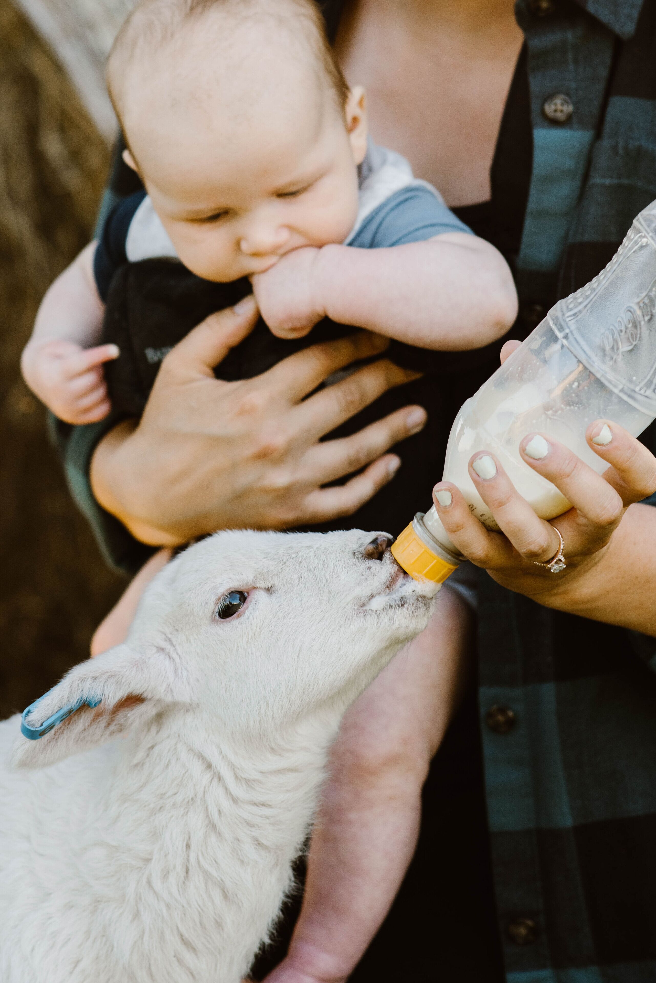 A person holding a baby and feeding a goat with a bottle.