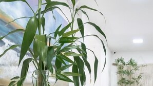 A bamboo plant in a glass vase on a wooden table in a room with a white wall and a painting. - HOTEL BAMBU MILLA DE ORO (Medellín)