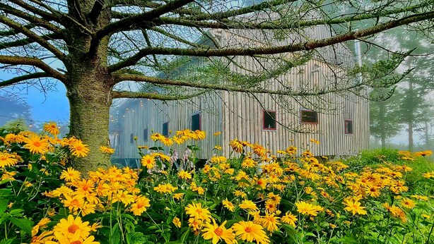 Een rustiek houten gebouw met meerdere ramen, omgeven door een weelderige tuin vol gele bloemen en een grote boom.