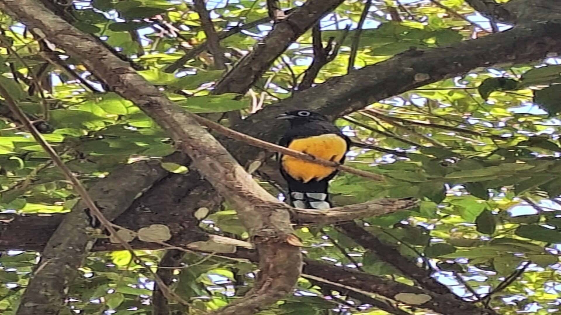 A bird perched on a branch of a tree with dense foliage.