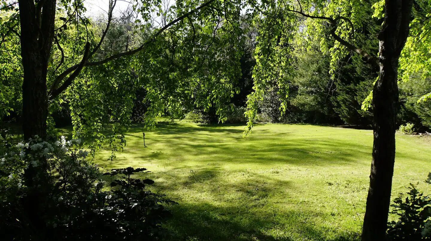 Une pelouse verdoyante et luxuriante, avec des arbres en arrière-plan.