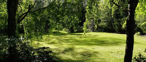 Une pelouse verdoyante et luxuriante, avec des arbres en arrière-plan.