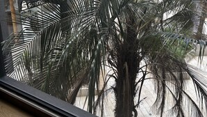 إطلالة على الفناء