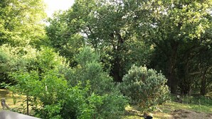 Un jardín exuberante con diversos árboles y arbustos, una valla de madera y una pequeña maceta negra en el suelo.