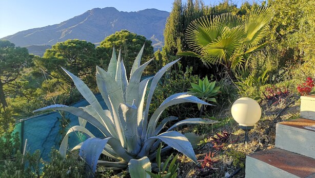 A garden with a large agave plant, a palm tree, and a mountain in the background. - Studio Apartment "Roca Penthouse"no kids under 10 year, with Sea View, Shared Pool & Wi-Fi (Estepona)