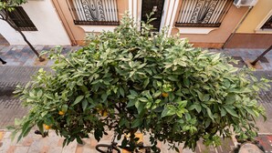 A building with a number 10 door, a bicycle, and a tree with green leaves. - 'City in Fuengirola Centro' Apartment with Balcony and Wi-Fi (Fuengirola)