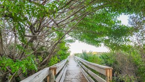 A wooden boardwalk through a dense, green forest.