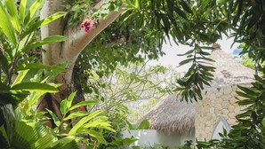 A wooden deck leading to a thatched-roof structure surrounded by lush greenery. - Bodhi Bingin (Pecatu)