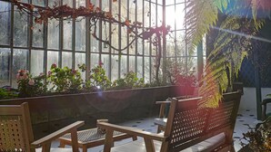 A greenhouse with glass walls, wooden furniture, and various plants.