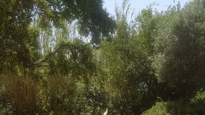 Un jardín con diversas plantas y un patio con pavimento de baldosas.