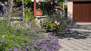 A garden with lavender plants and a paved walkway leading to a brown gate. - Apartment casa MELITA with garden near Pula (Štinjan)