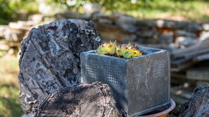 A concrete planter with succulents, placed on a log. - Apartment casa MELITA with garden near Pula (Štinjan)